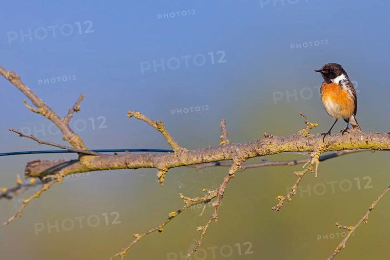 Stonechat, (Saxicola torquata), foraging, male, Bad D¸rkheim district, Eich, Rhineland-Palatinate, Germany, Europe