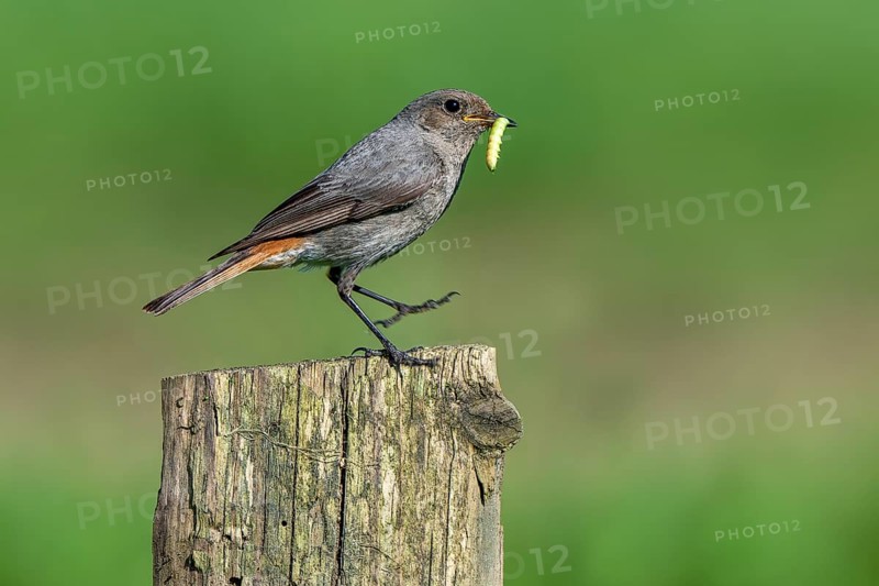 Black redstart (Phoenicurus ochruros gibraltariensis) female, first calendar year male perched on wooden fence post with caterpillar in beak in spring
