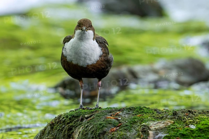 White-throated dipper, Central European dipper (Cinclus cinclus aquaticus) on rock in stream, river with caught mayfly in beak