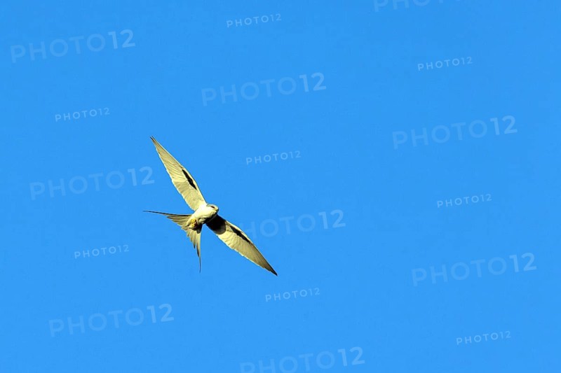 Swallow-tailed Kite, (Chelictinia riocourii), also Scissor-tailed Kite, African Swallow-tailed Kite, Fork-tailed Kite, bird of prey, family Accipitridae, flight photo, blue sky, Kousmar, Ndiaffate, Senegal, Africa