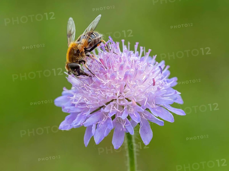 Fly, hoverfly, insect, (Eristalis horticol), Black Forest, Feldberg region, Baden-Württemberg, Germany, Europe