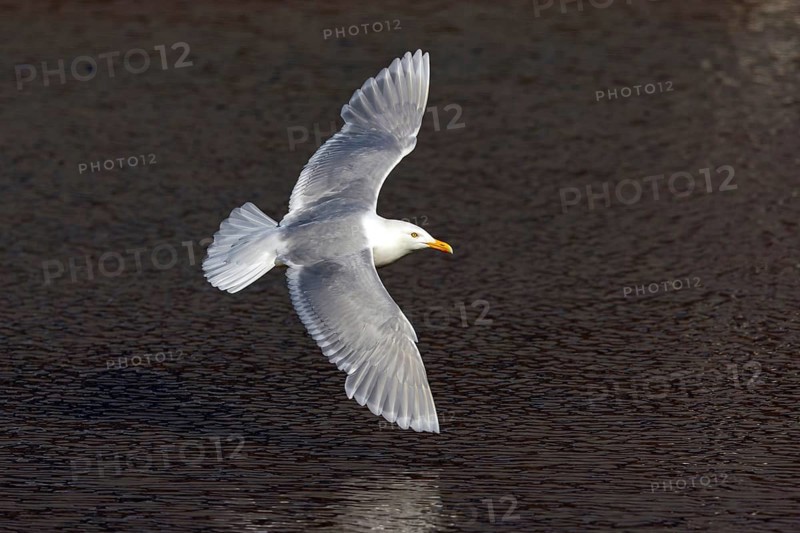Glaucous gull (Larus hyperboreus), Norway, Spitsbergen, aerial photograph, Longyearbyen, Svalbard / Spitsbergen, Norway, Europe