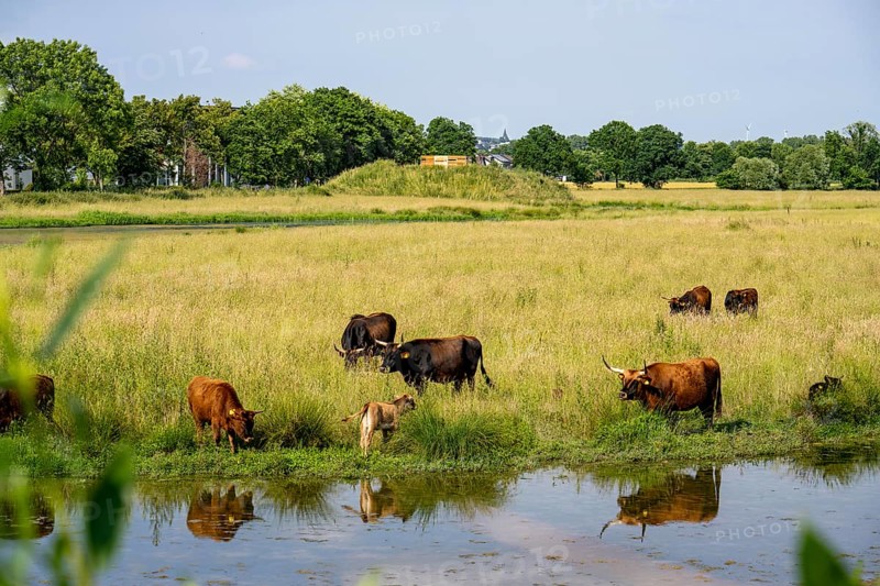 Herd of Hecker cattle in the Kiebitzwiese nature reserve, on the territory of the town of Fröndenberg/Ruhr, North Rhine-Westphalia, Germany, Europe