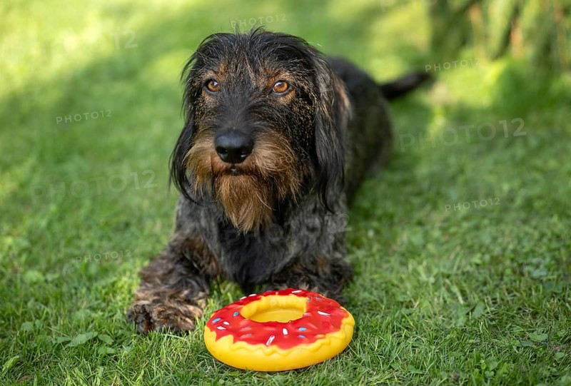 Rough-haired dachshund (Canis lupus familiaris) puppy, male, 3 years, lying in a meadow, toy, donut, Stuttgart, Baden-Württemberg, Germany, Europe