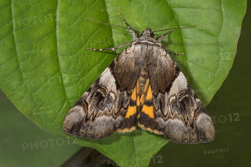 Yellow bands underwing (Catocala fulminea) on a green leaf, Baden-Württemberg, Germany, Europe