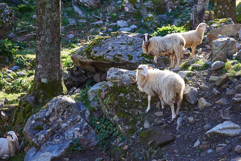 Three sheep standing on stony ground in the forest, Palea Roumata, Lefka Ori, White Mountains, mountain massif, West, Crete, Greece, Europe