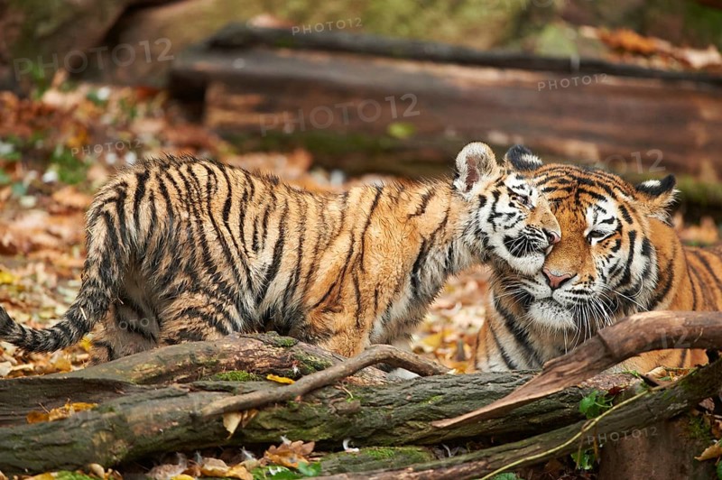 Close-up of Siberian tiger or Amur tiger (Panthera tigris altaica) mother with her youngster in autumn, captive