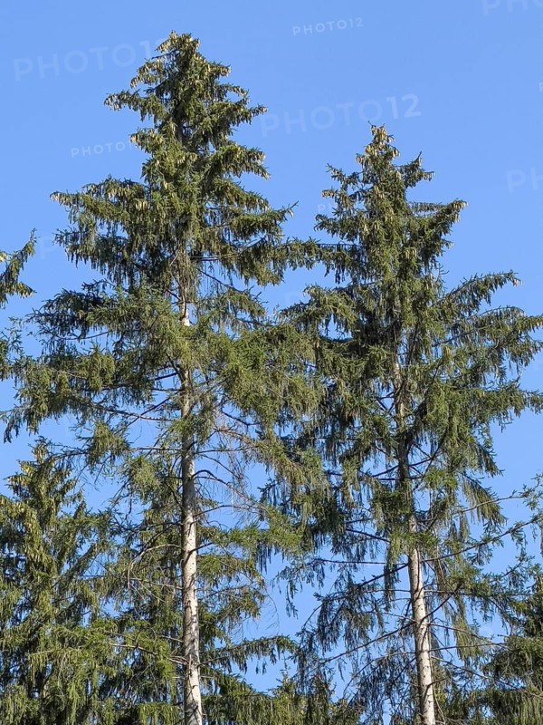 Two trees European spruce (Picea abies) carry on branches of crown small cones spruce cones pine cones, Germany, Europe
