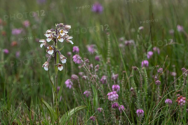 Marsh helleborine (Epipactis palustris), Emsland, Lower Saxony, Germany, Europe