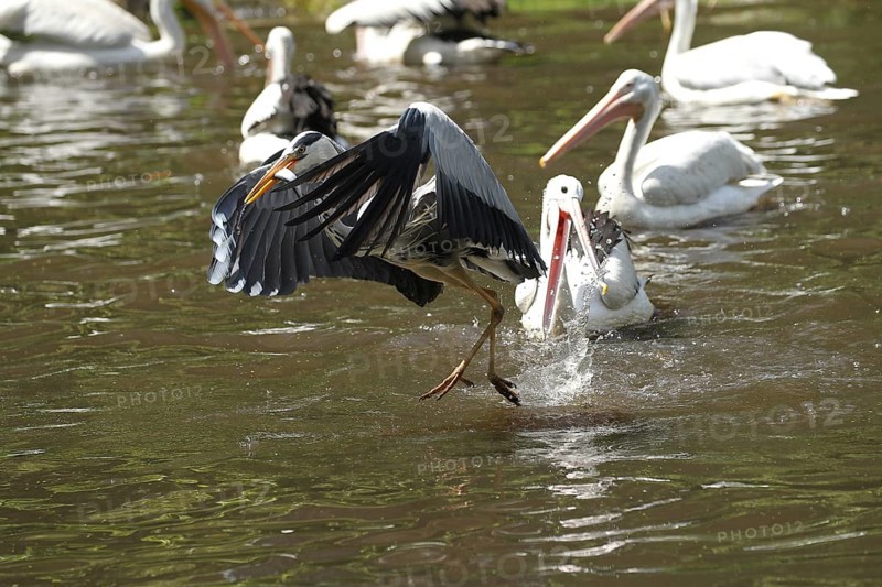 Grey heron (Ardea cinerea) snatches a fish from a australian pelican (Pelecanus conspicillatus), Vogelpark Walsrode, Lower Saxony, Germany, Europe