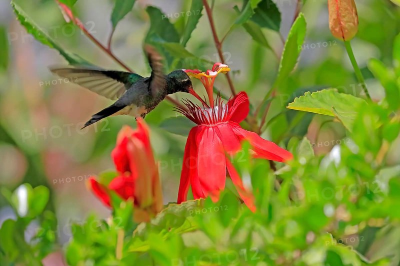 Broad-billed hummingbird (Cynanthus latirostris), adult, male, flying, on flower, foraging, Sonoran Desert, Arizona, North America, USA, North America