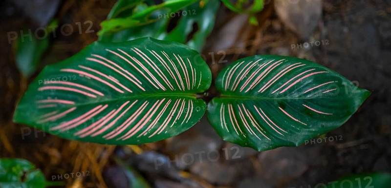 Colombian marante (Calathea ornata), leaf with pink stripes, Tortuguero National Park, Costa Rica, Central America
