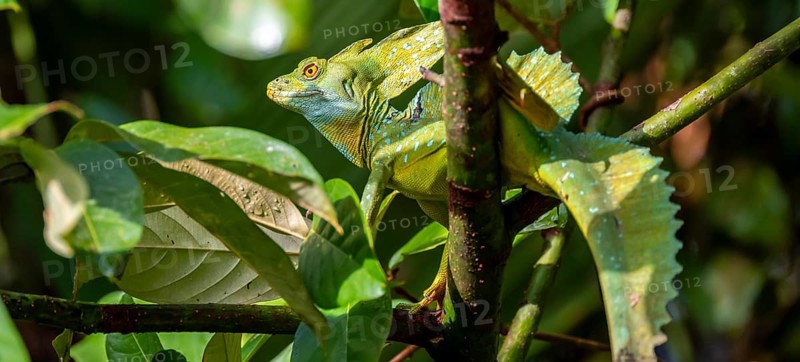 Plumed basilisk (Basiliscus plumifrons), adult male sitting on a branch, Tortuguero National Park, Costa Rica, Central America