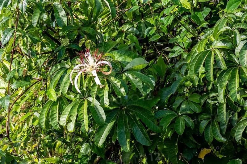 White blossom in the rainforest, dense vegetation, Tortuguero National Park, Costa Rica, Central America