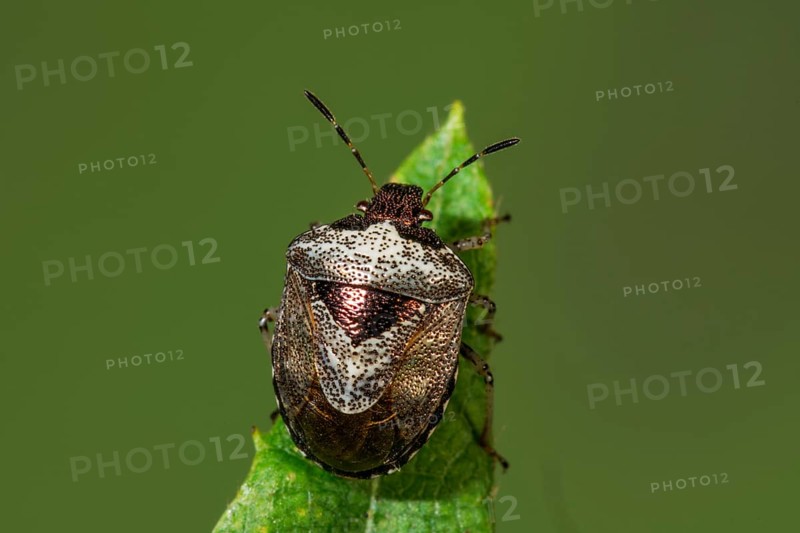 Macro photograph of a Schiller bug (Eysacoris venistissimus) sitting on the tip of a leaf and showing details of the structure, Baden-Württemberg, Germany, Europe