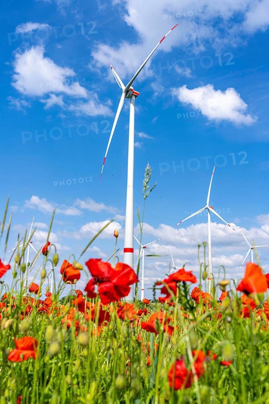 Wind farm, field with flower strips, insect-friendly border of fields with mixed flowers, poppies, north of Marsberg, Hochsauerlandkreis, North Rhine-Westphalia, Germany, Europe