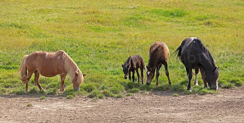 Horses, ponies, foals, pasture, Burgstemmen, Lower Saxony, Germany, Europe