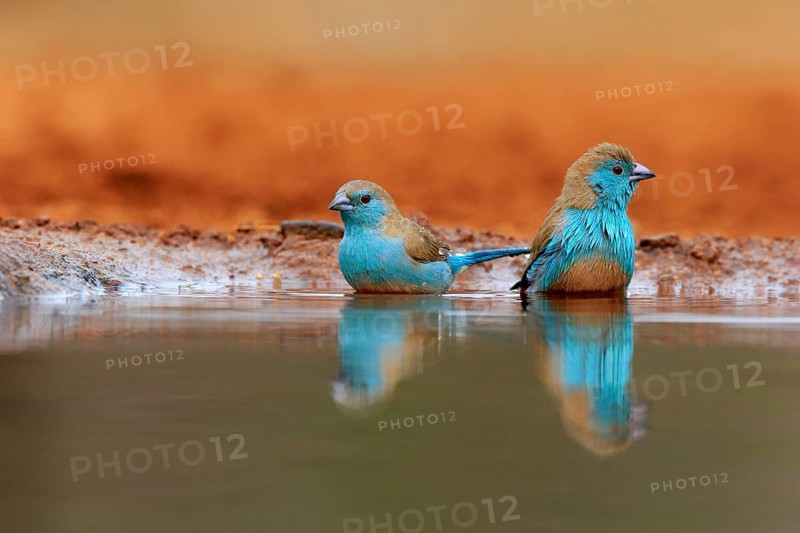 Angolan butterfly finch (Uraeginthus angolensis), blue-eared butterfly finch, adult, two birds, at the water, bathing, Kruger National Park, Kruger National Park, Krugerpark, South Africa, Africa