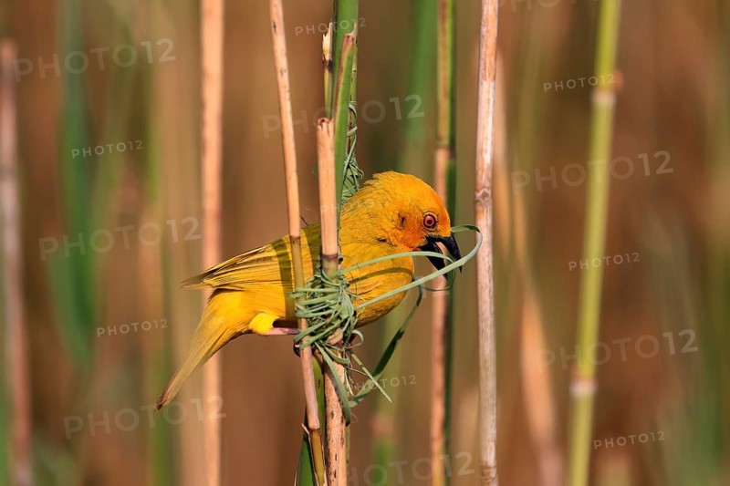 Eastern golden weaver (Ploceus subaureus), adult, male, starts nesting, Saint Lucia Estuary, Isimangaliso Wetland Park, Kwazulu Natal, South Africa, Africa