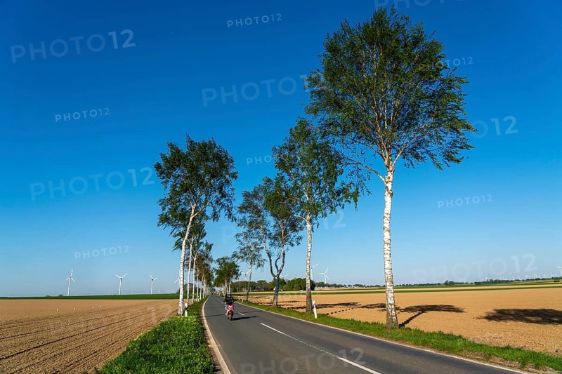 Birch avenue, country road, near the village of Katzem, Heinsberg district, wind farm, North Rhine-Westphalia, Germany, Europe