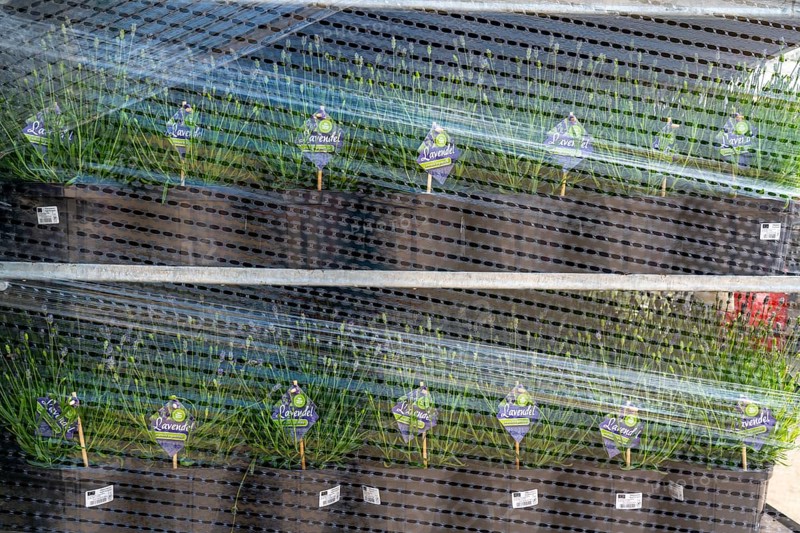 Horticultural company, lavender plants, in flower pots, outdoors, are packed for transport to the customer, North Rhine-Westphalia, Germany, Europe