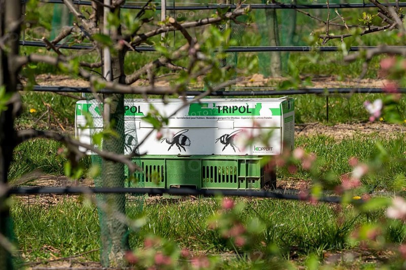 Bumblebee box, with three bumblebee colonies, for pollination of outdoor crops, here apple trees, Tripol, from Koppert Biological Systems