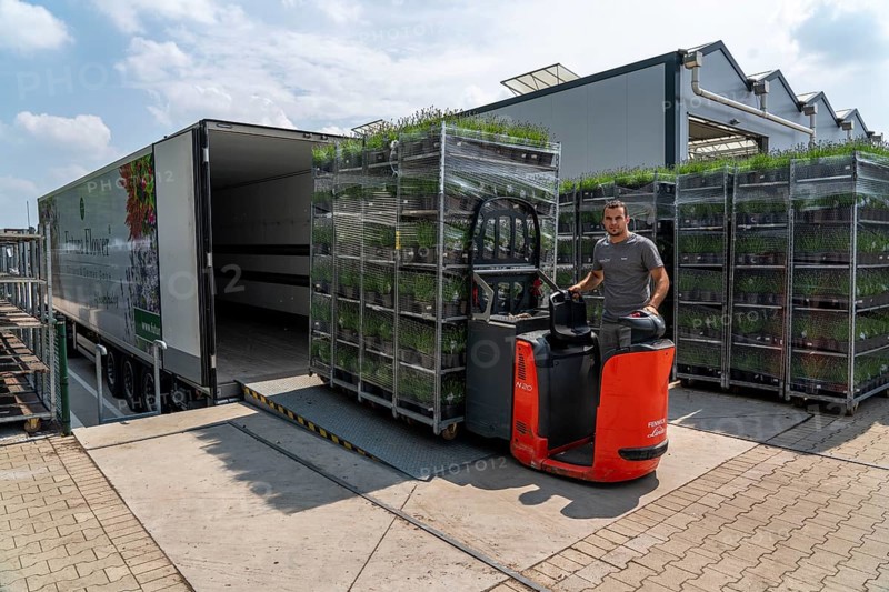 Horticultural company, lavender plants, in flower pots, outdoors, are packed for transport to the customer, North Rhine-Westphalia, Germany, Europe
