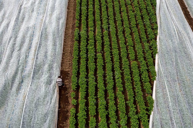 Potato field, fleece cover is removed, the fleece is intended to protect against weather influences, pests, hailstorms in spring and supports growth at low temperatures, here early potatoes, 6 weeks after planting, a good 3 weeks until harvest, North Rhine-Westphalia, Germany, Europe