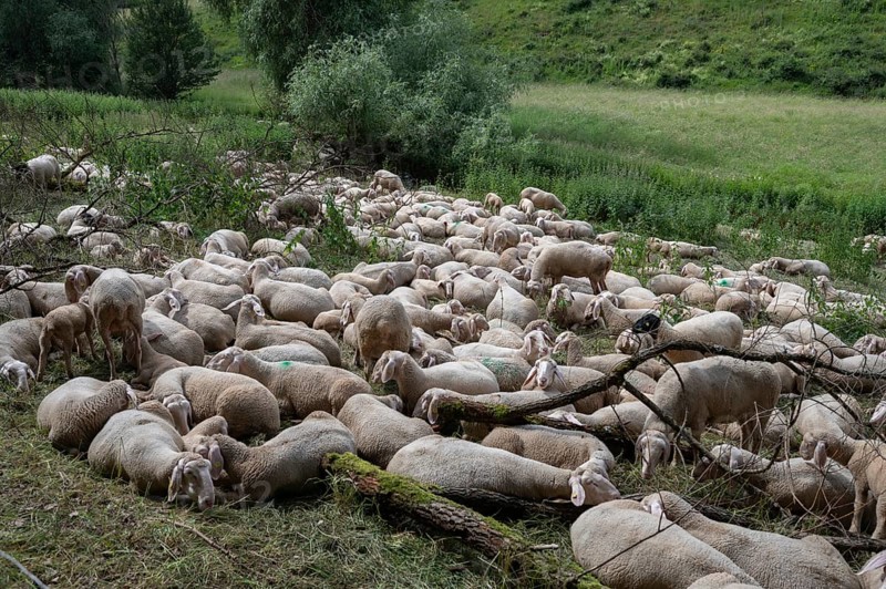 Resting, freshly shorn sheep in a nature reserve in Franconian Switzerland, Bavaria, Germany, Europe