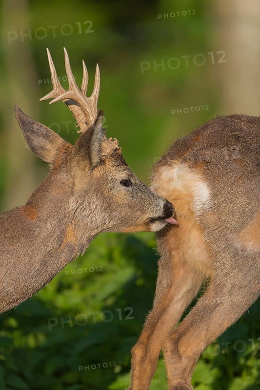Male Roe Deer, Roe buck (Capreolus capreolus).checking if the doe is ready for mating