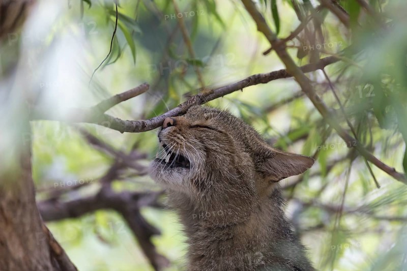 One European wildcat, Felis silvestris silvestris, rubbing its nose on twigs of the green weeping willow tree
