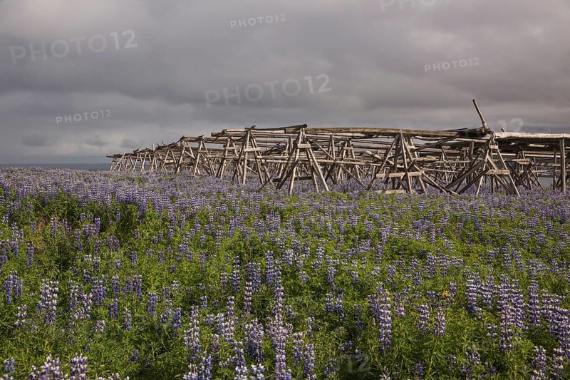 Nootka lupine, Lupinus nootkatensis, covering large areas in iceland to stop erosion. Racks to dry fish in the background. Near Husavik, north iceland