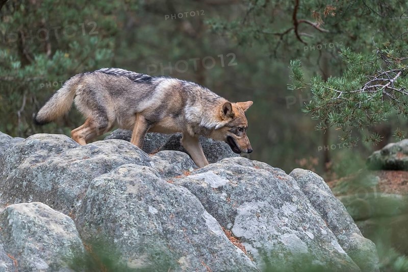 One young male eurasian gray wolf (Canis lupus lupus) running thru a forest with rocks and heather. Green vegetation in the background