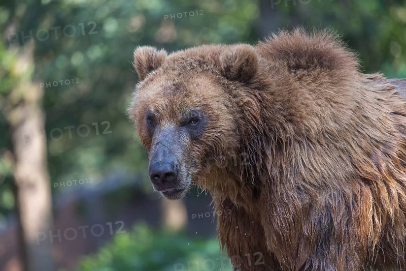 One Kamchatka brown bear (Ursus arctos piscator), portrait