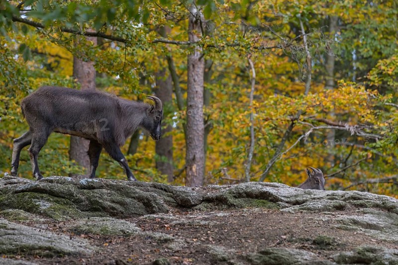 One young male Himalayan Tahr (Hemitragus jemlahicus) standing on rocks in a forest. Green and yellow autumnal forest in the background