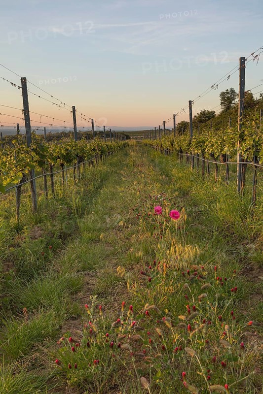 Vineyards at sunrise in Langenlois, Kamp-Manhartsberg Valley Austria