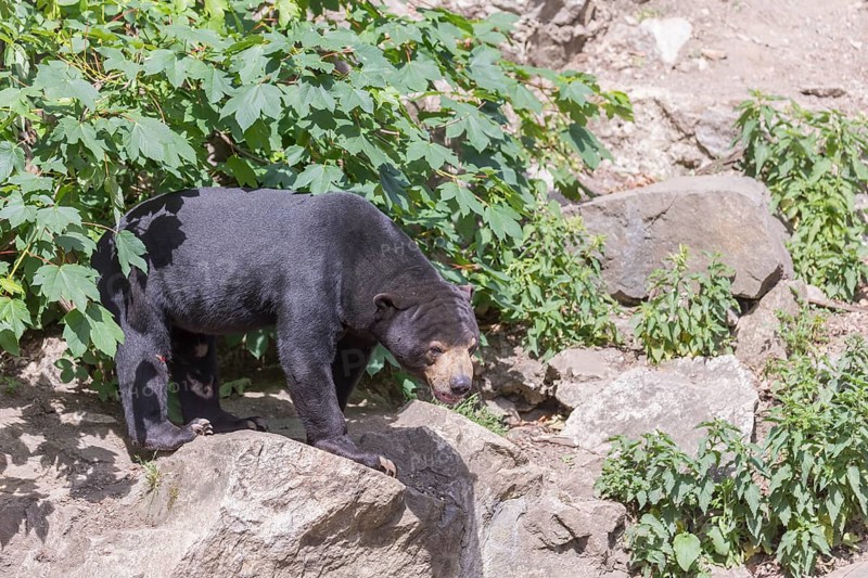 One Sun bear (Helarctos malayanus) walking thru dense vegetation over rocks and logs on hilly ground