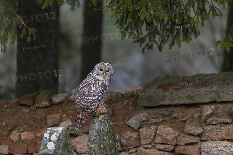 One Ural owl (Strix uralensis) sitting on a old jewish gravestone with a natural stone masonry and some trees in the background
