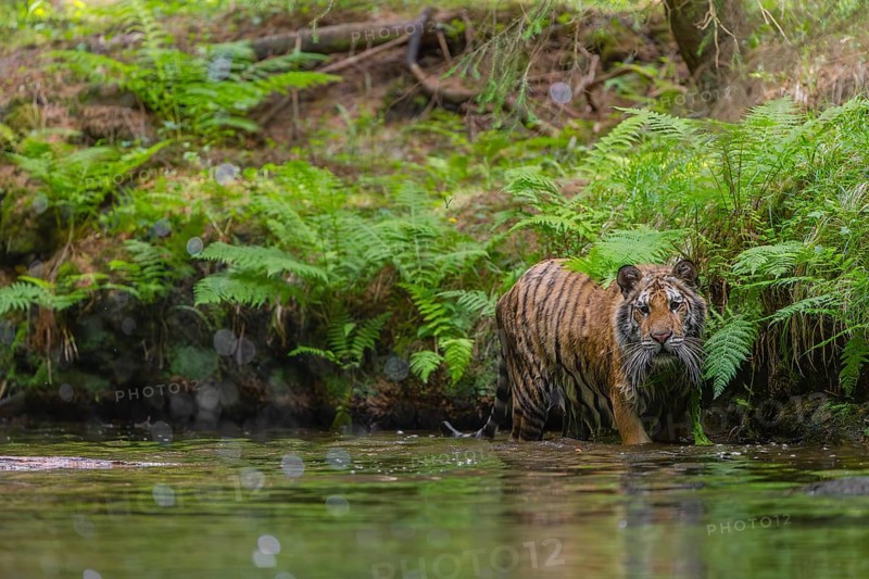 One young female Siberian Tiger, Panthera tigris altaica, walking thru the cool fresh water of a creek deep in a forest