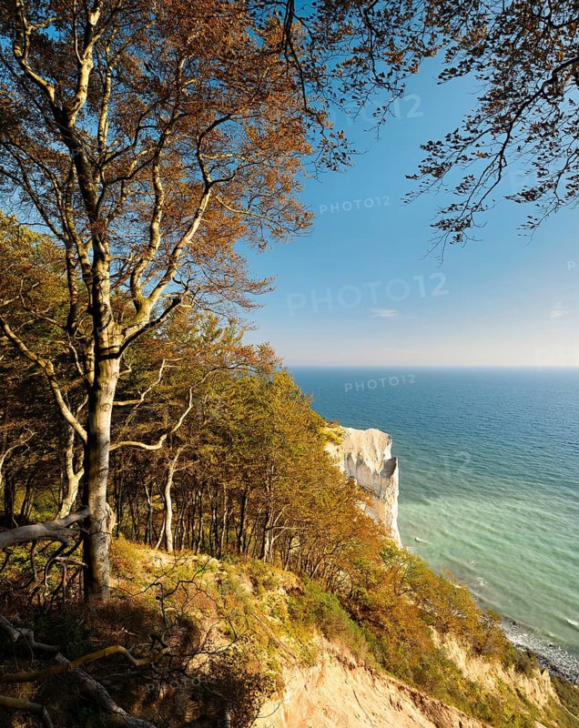 Coastal forest at the chalk cliffs of Møns Klint, view of the Baltic Sea in autumn, Møn Island, Denmark, Europe