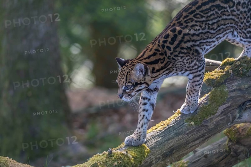 One Ocelot, Leopardus pardalis, walking down on a fallen tree with green vegetation in the background