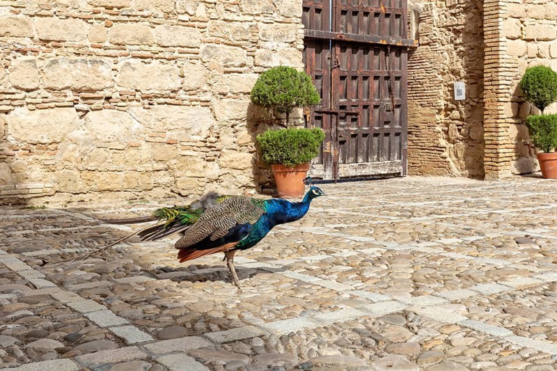 A peacock walks over cobblestones in front of a historic wall with potted plants, Jerez