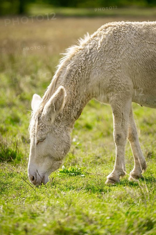 A white donkey, baroque donkey grazing peacefully on a green meadow in daylight, Lake Neusiedl National Park, Burgenland, Austria, Europe