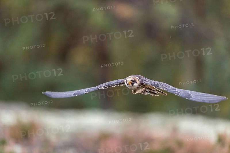 One female red-footed falcon (Falco vespertinus) flying at the edge of a forest. Green vegetation in the background