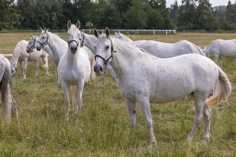 Kladruber horse, mares, standing on the paddock. National Stud Farm Kladruby nad Labem