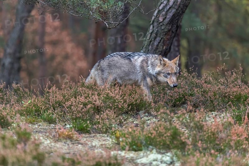 One young male eurasian gray wolf (Canis lupus lupus) running thru a forest with rocks and heather. Green vegetation in the background