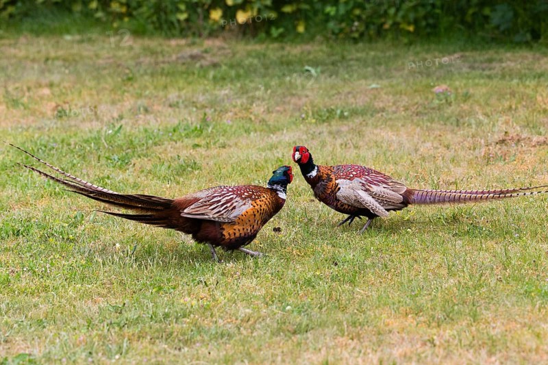 Common pheasant (Phasianus colchicus), Ring-necked pheasants two territorial cocks, males preparing to fight, during the breeding season, over territorial rights, Texel, Holland
