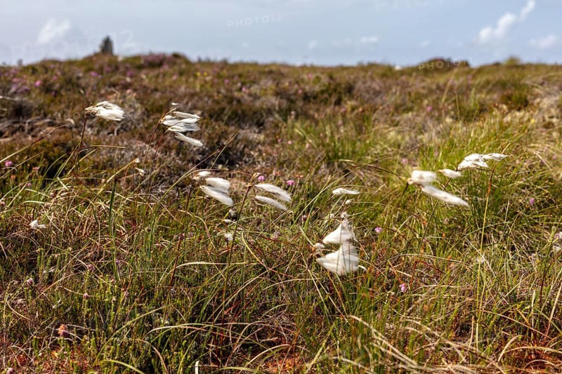 White grasses move in the wind over a brown heath landscape with a blue sky, Common cottongrass (Eriophorum angustifolium)