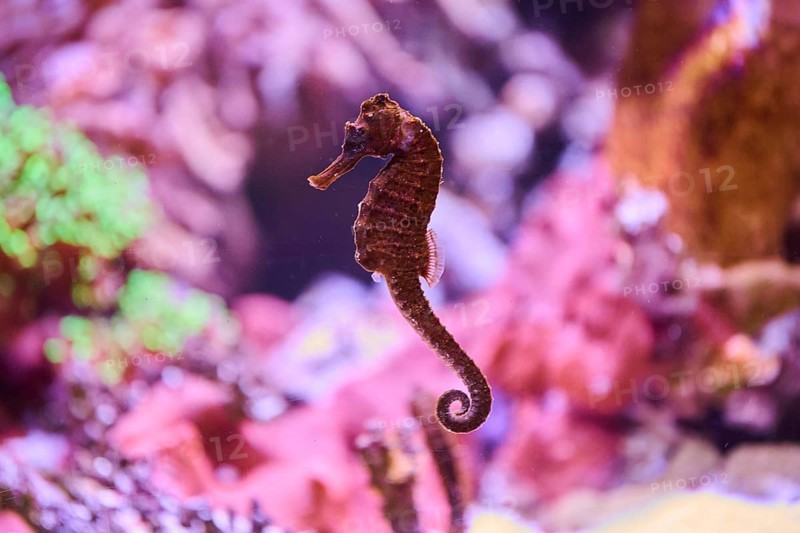Tiger tail seahorse (Hippocampus comes) in a Aquarium, Bavaria, Germany, Europe