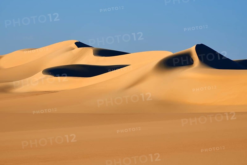 Soft, curved sand dunes cast deep shadows in the golden desert landscape under a clear blue sky, Matruh, Great Sand Sea, Libyan Desert, Sahara, Egypt, North Africa, Africa